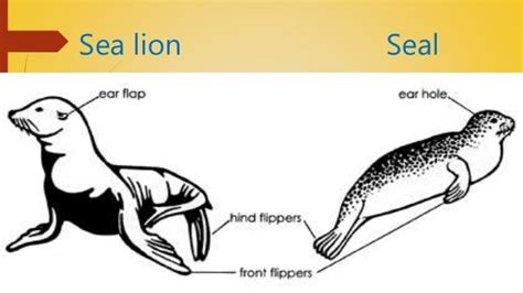 Aquatic mammals & their adaptation.fully aquatic mammal and amphibian…