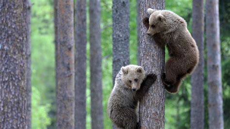 Download Wallpaper 1920x1080 bear, couple, bear cubs, tree ... Cubs Wallpaper, Wildlife ...