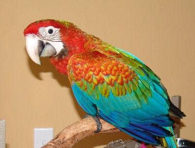 Flame Macaw