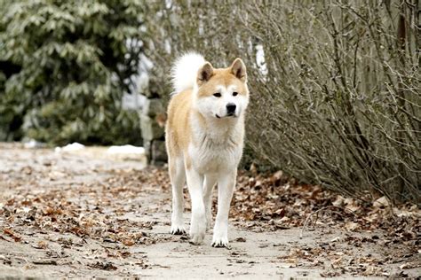 Hachiko: A Dog's Story Picture 4