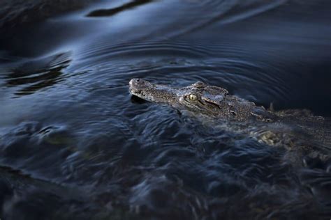 6 Facts About the Endangered Siamese Crocodile | Earth.Org