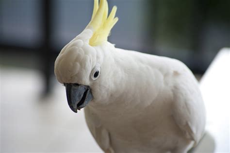 cockatoo, Parrot, Bird, Tropical, 81 Wallpapers HD / Desktop and Mobile ...