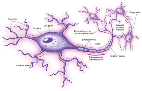 Neuron Nerve Cell Structure