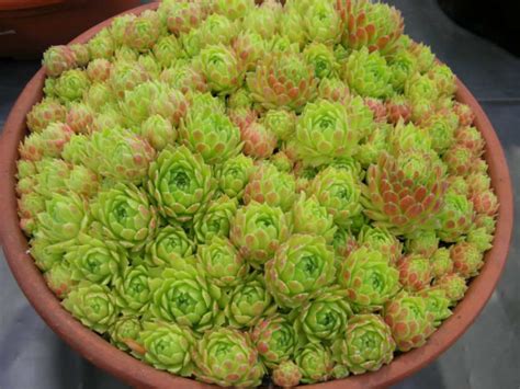 Sempervivum atlanticum - Hen and Chicks | World of Succulents