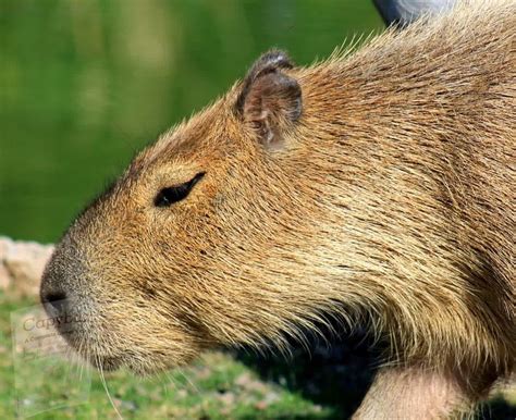 https://capybaraowner.com/largest-rodent/ | Capybara, Animal ...