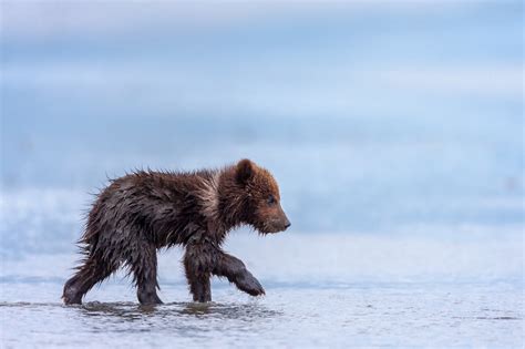 Grizzly Bear Cub Walking On Beach Fine Art Photo Print | Photos by ...