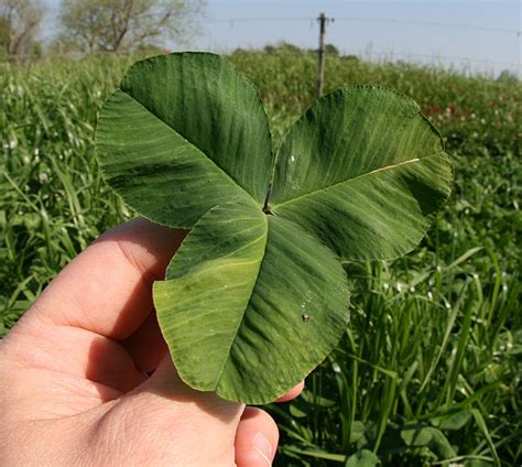 gvseed.com - White Clover Varieties