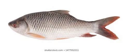 Rui Fish at best price in Mumbai by Bengali Fish Center | ID: 22575379933