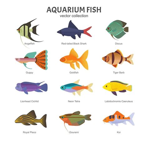 18 Popular Types of Aquarium Fish | Aquarium fish, Tropical freshwater ...