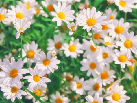 Growing Chamomile: How To Grow Chamomile Herb At Home