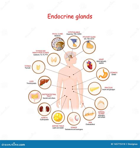 Ghrelin And Leptin Cartoon Vector | CartoonDealer.com #59125617