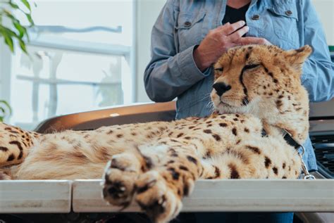 Everything You Need to Know About Pet Cheetahs - PetHelpful