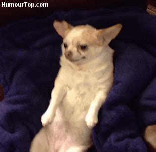 Chihuahua Animated GIF | Funny dogs, Funny dog pictures, Funny animals