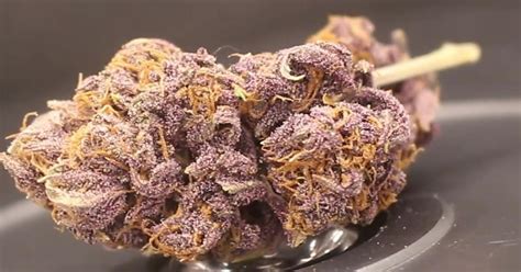 Strain Review: Blueberry Muffin by Yerba Cannagar - The Highest Critic