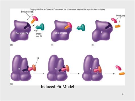 PPT - Microbiology PowerPoint Presentation, free download - ID:1108498