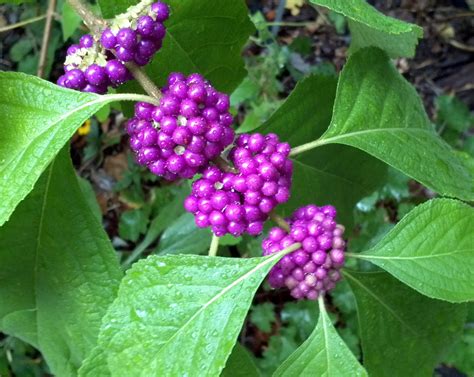 American Beautyberry – Fall interest in the garden | Master Gardeners ...