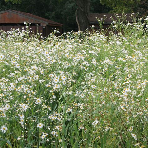 Boltonia asteroides Snowbank False Aster for sale | Rare Roots