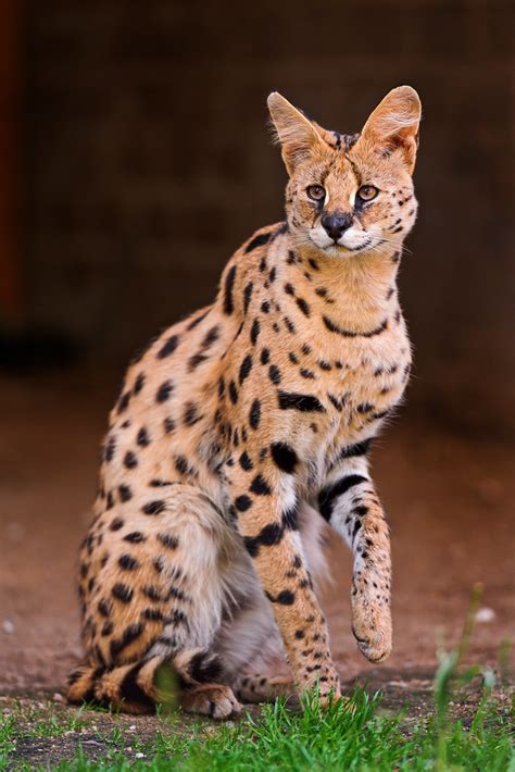 Proud standing serval | I'm pretty happy with this picture. … | Flickr