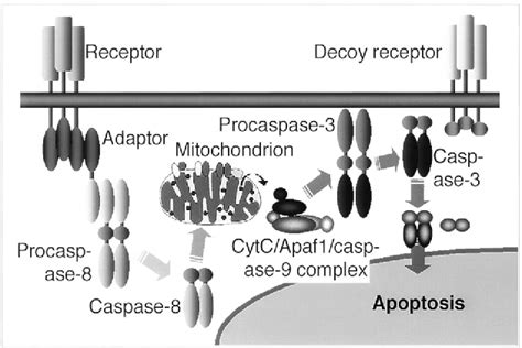 Figure 1 from Regulation mechanism of selective atresia in porcine follicles: regulation of ...