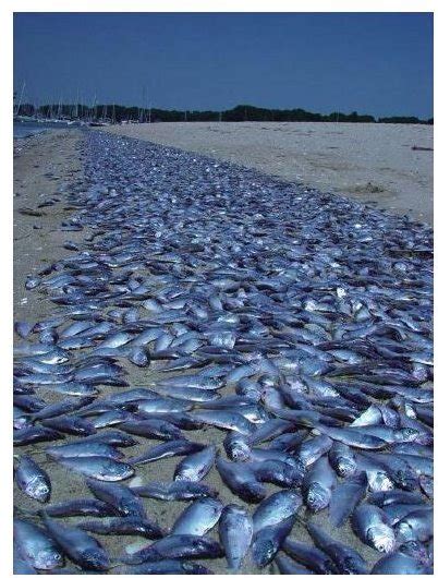 Ocean Dead Zones - Effects of Marine Pollution