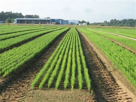 Free Seedlings for Kent, Queen Anne’s County