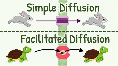 Diffusion: Simple Diffusion vs Facilitated Diffusion, & Factors Affecting Rate of Diffusion ...