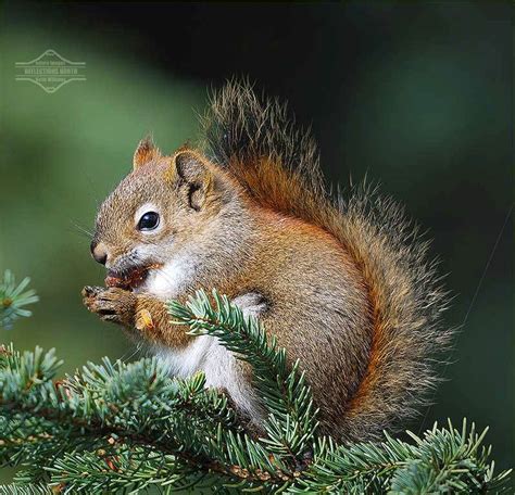 Red squirrels: cute and clever, but kind of annoying | NCPR News