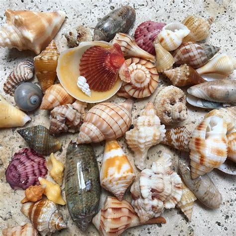 Fave finds today just south of Bowmans Beach. That Florida Cone though. | Shells, Sea shells ...