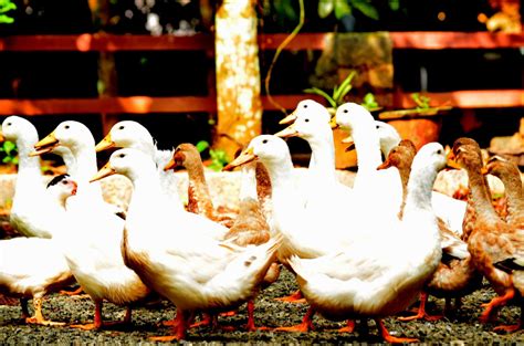 Nelatalli: Duck Farming | Duck farming, Farming techniques, Agriculture ...