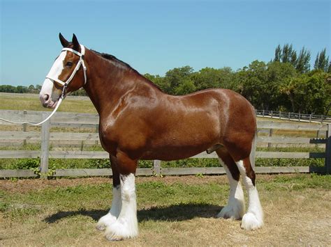 Clydesdale horses - The Hull Truth - Boating and Fishing Forum