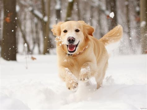 Premium AI Image | Happy dog running through the snow