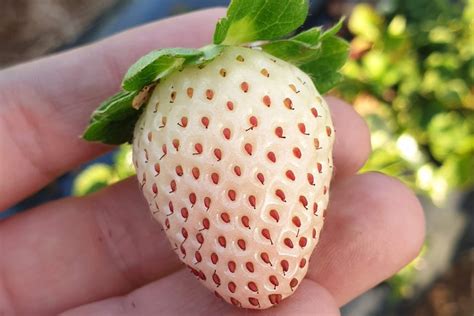 White strawberries just one of the new varieties being developed in ...