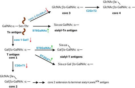 Biosynthesis of O-glycans. O-glycan synthesis is initiated by linking ...