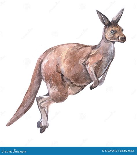 Watercolor kangaroo animal stock illustration. Illustration of wildlife - 176995445