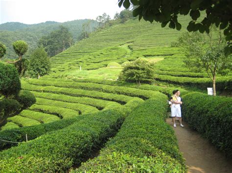 File:Korea-Boseong-Green.tea-06.jpg - Wikipedia