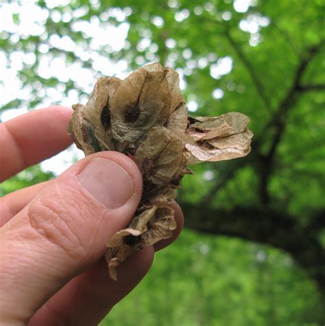 Elm on the Edge | East Dartmoor Woods blog