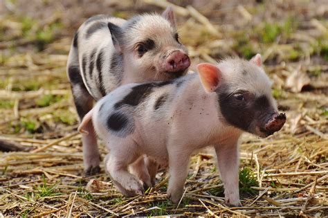 Free photo: Piglet, Wildpark Poing - Free Image on Pixabay - 1332259