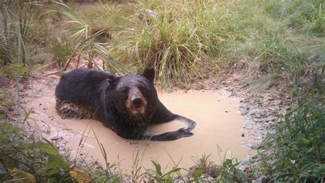 Photos: Wildlife caught on trail cameras