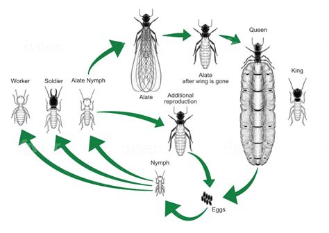 Identifying Termite Vs Ants | Castle Hill | Blacktown