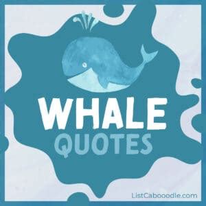 99+ Best Whale Quotes, Sayings (Wild And Free) | ListCaboodle