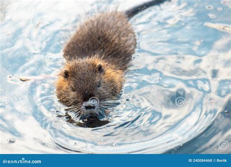 Nutria, Coypu Herbivorous, Semiaquatic Rodent Member of the Family Myocastoridae on the Riverbed ...