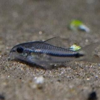 Pygmy Cory Dwarf Catfish - Corydoras Pygmaeus – Aquascaping Canvas