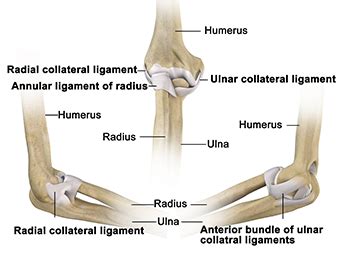 Elbow Tendon and Ligament Repair Surgeon Chandler, AZ | Casa Grande | Hip Fracture Mesa, Queen Creek