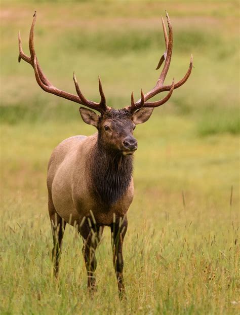 mistymorningme | Rocky mountain national, Elk pictures, Rocky mountains