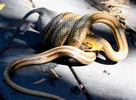 Yellow Rat Snake Care Sheet | Reptiles' Cove