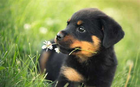 Pin on rottie love