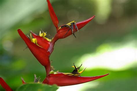 Some tropical plants pick the best hummingbirds to pollinate flowers ...