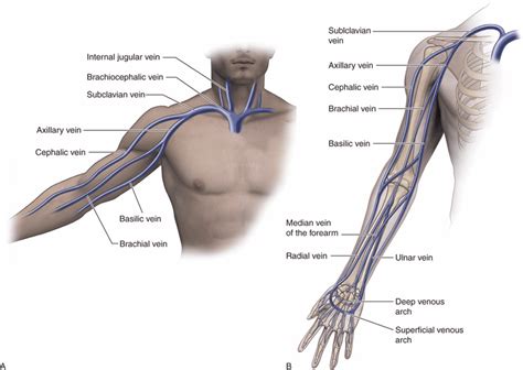 Deep Venous Thrombosis | Radiology Key