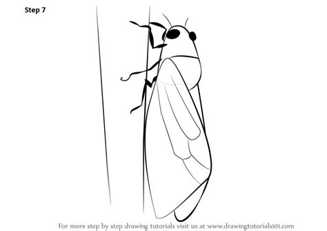 Learn How to Draw a Cicada (Insects) Step by Step : Drawing Tutorials