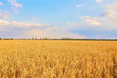 Wheat Field Images - Free Download on Freepik